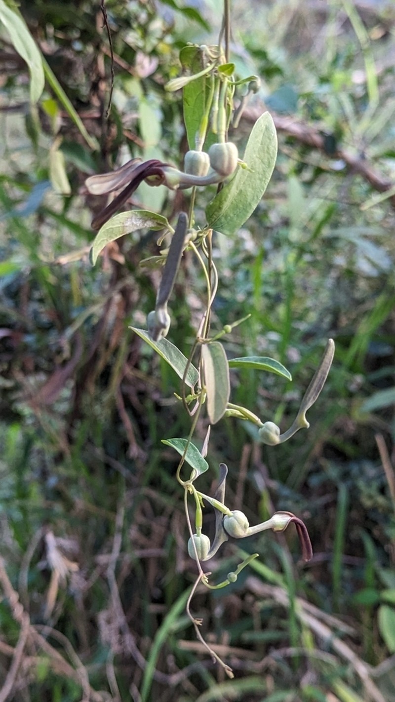 Aristolochia indica photo 6