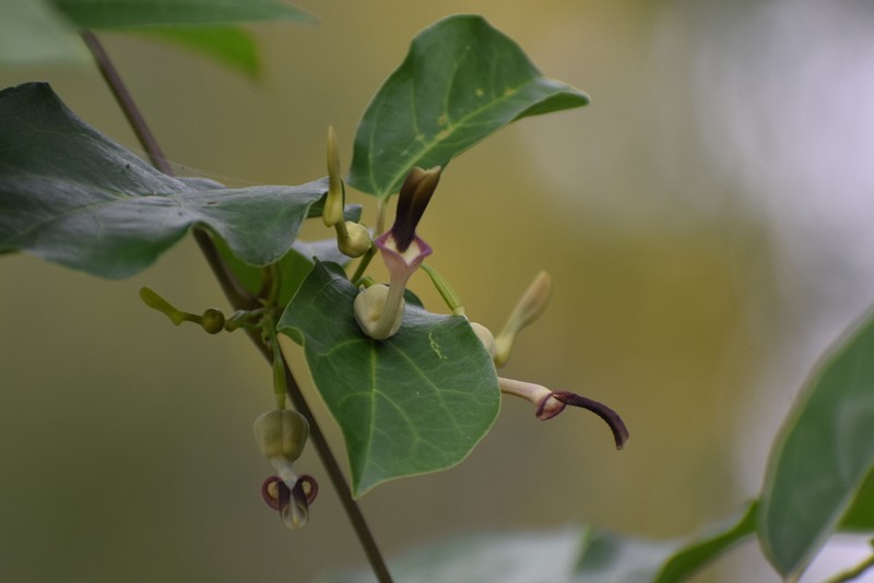 Aristolochia indica photo 7