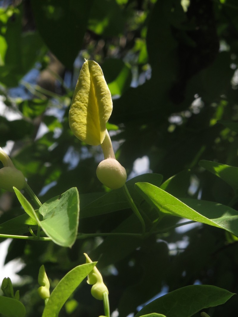 Aristolochia inflata
