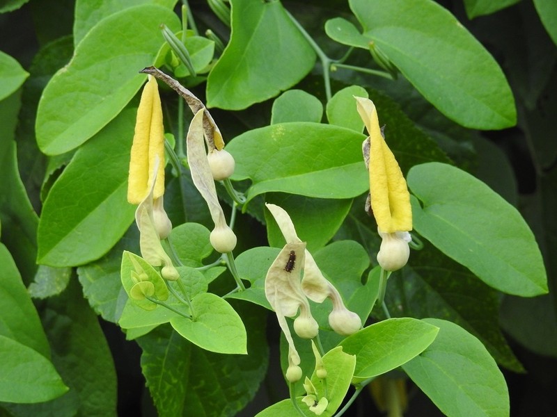 Aristolochia inflata photo 2