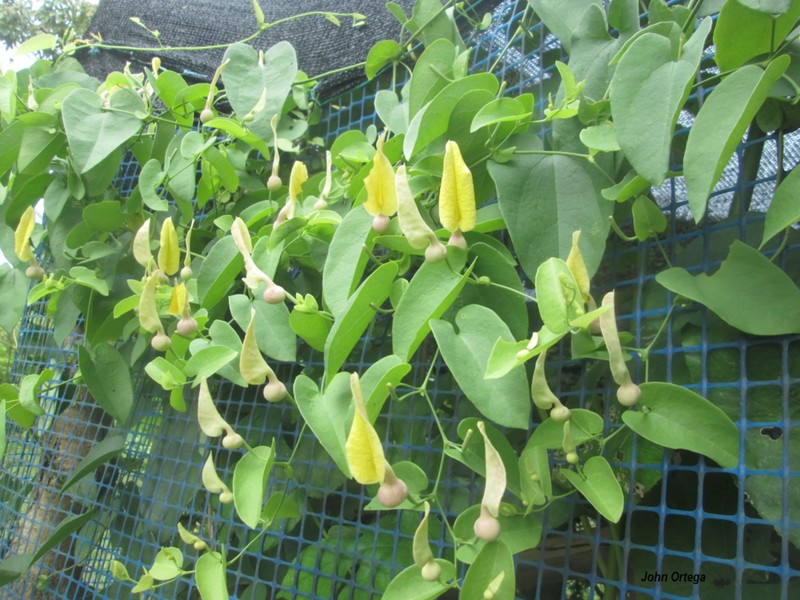 Aristolochia inflata photo 3