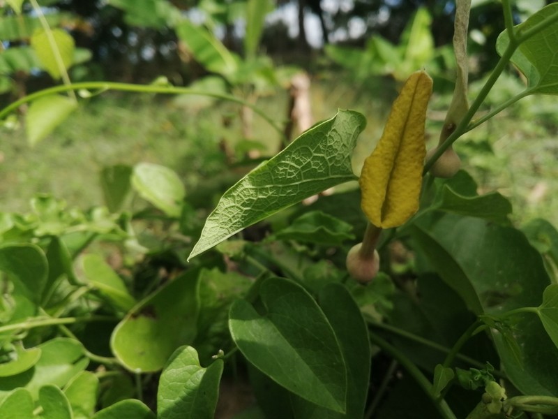 Aristolochia inflata photo 4