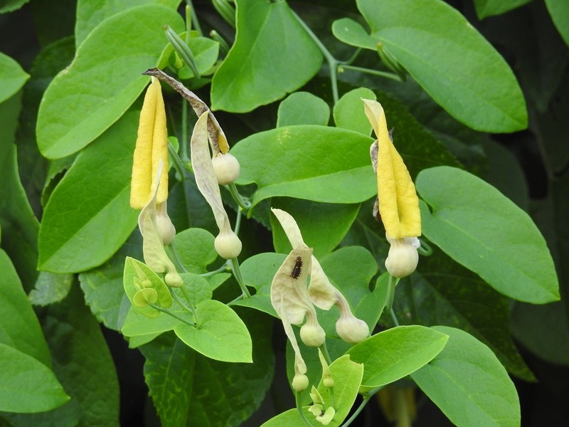 Aristolochia inflata photo 7