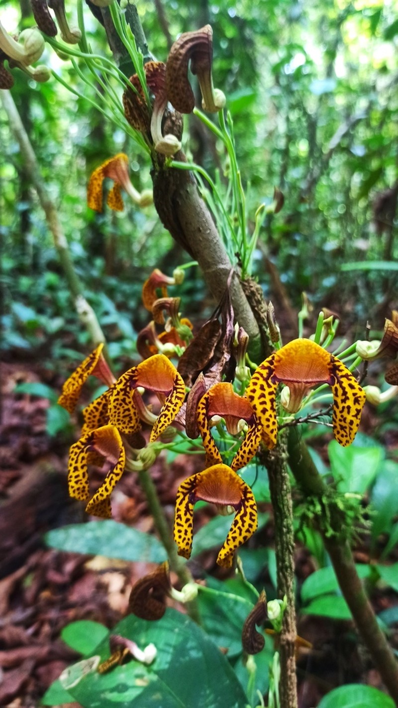 Aristolochia iquitensis