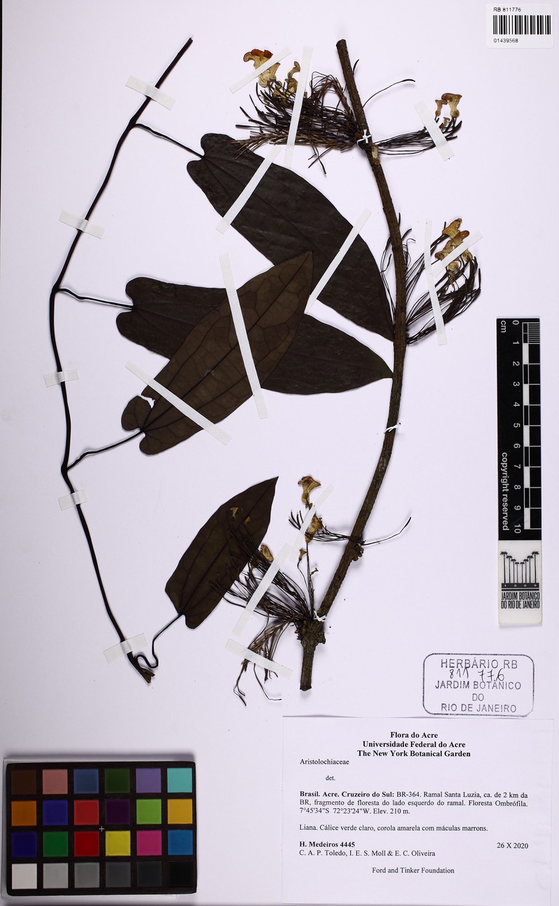 Aristolochia iquitensis photo 2