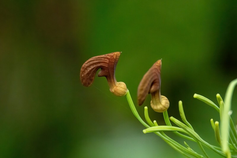 Aristolochia iquitensis photo 3