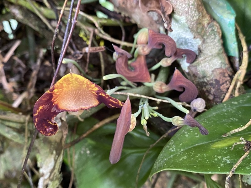 Aristolochia iquitensis photo 4