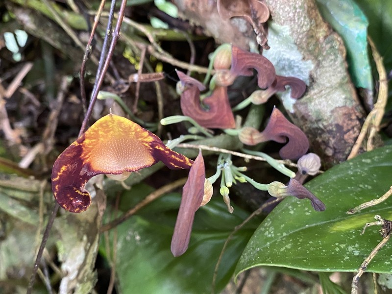 Aristolochia iquitensis photo 5