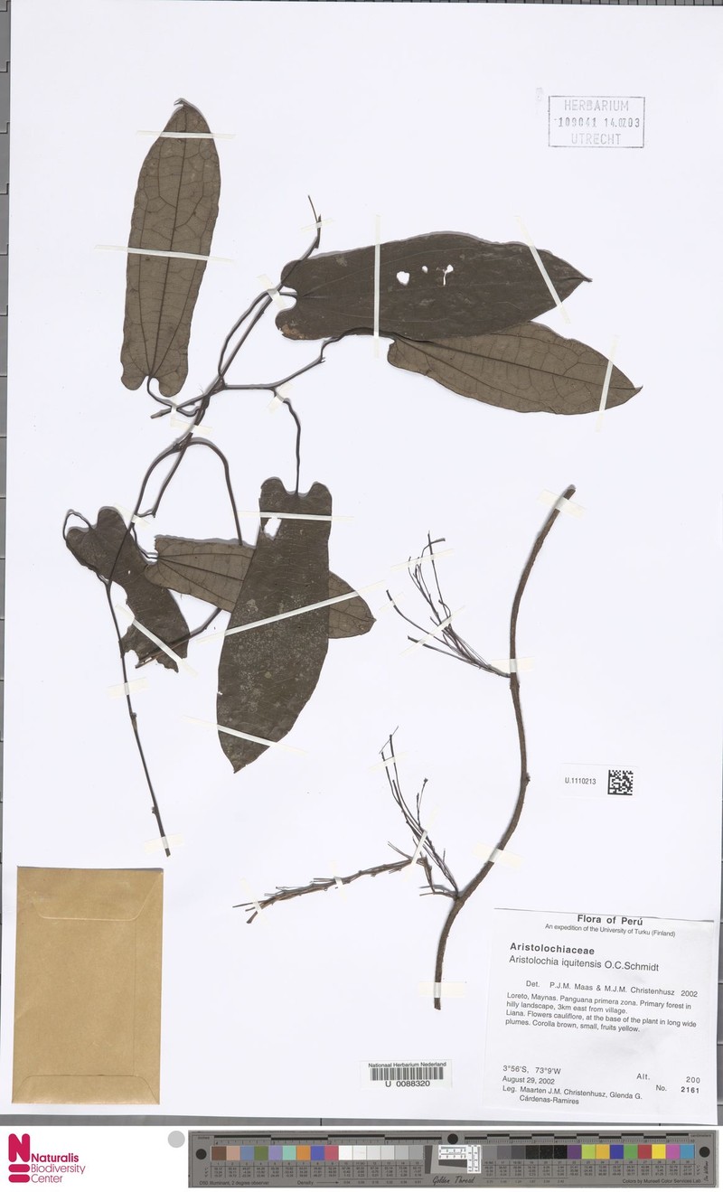 Aristolochia iquitensis photo 6