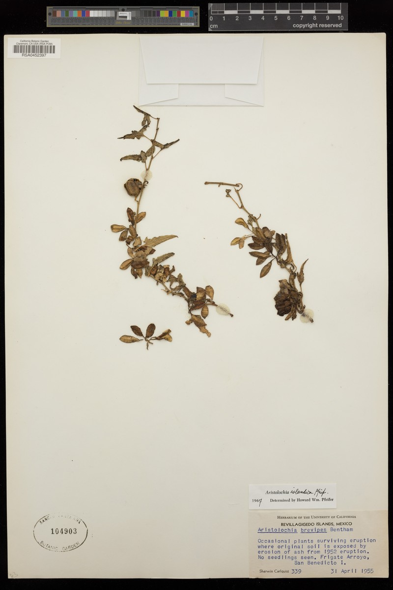 Aristolochia islandica