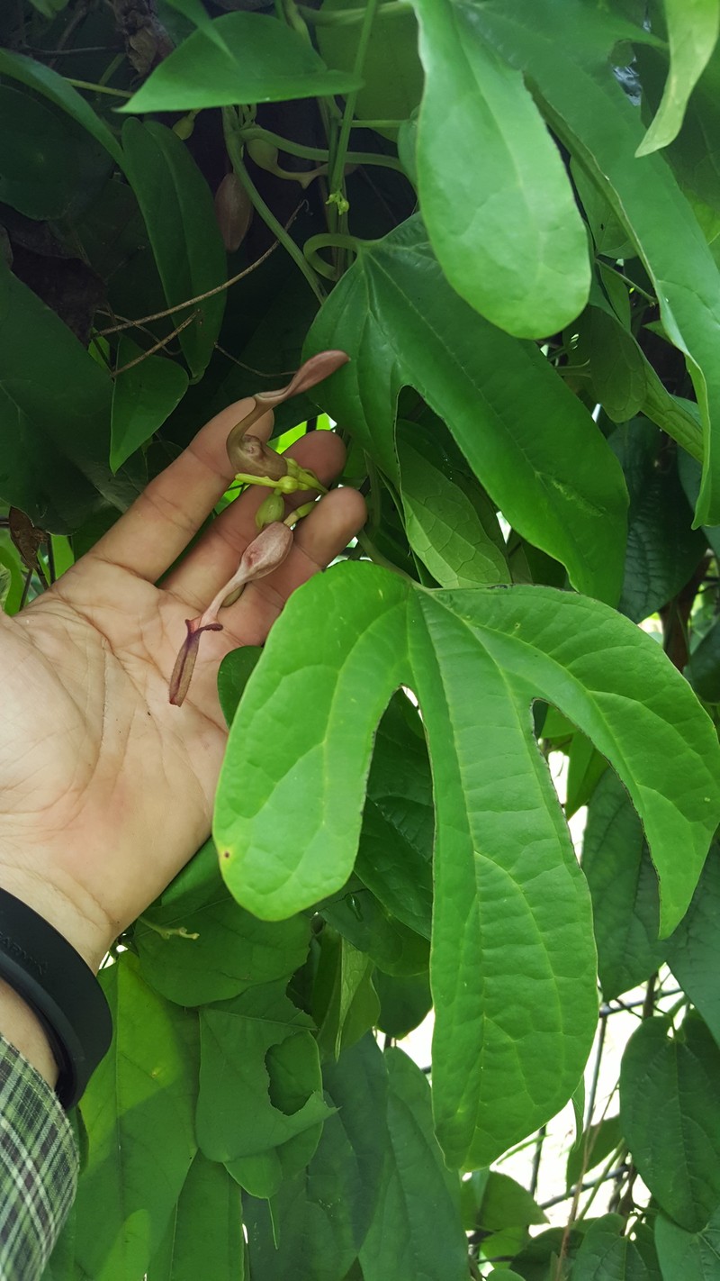 Aristolochia jackii photo 2