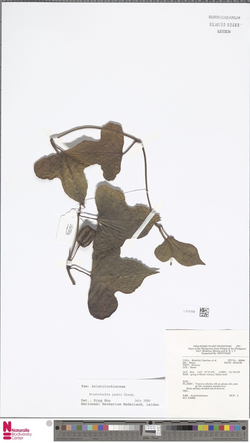 Aristolochia jackii photo 3