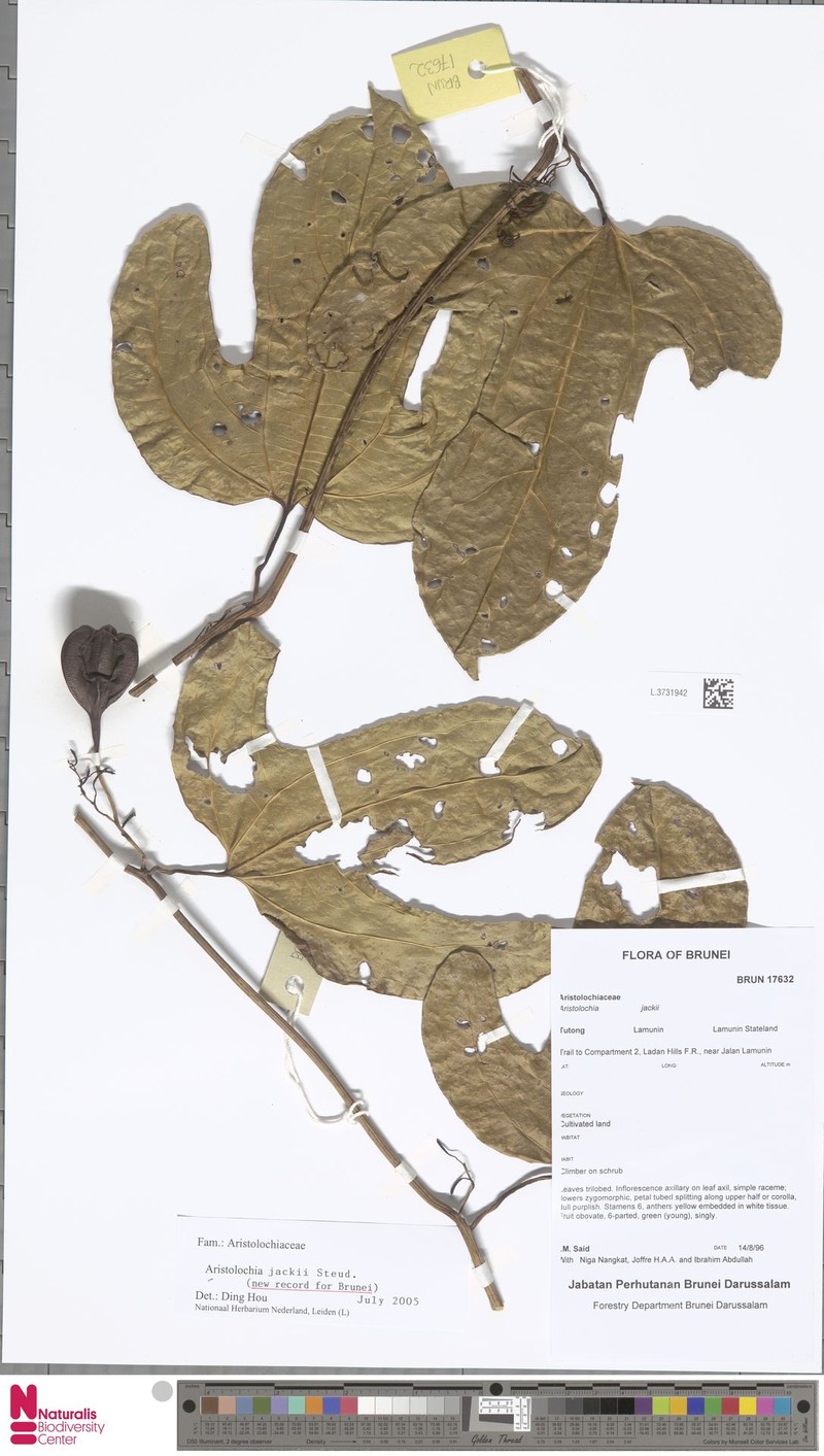 Aristolochia jackii photo 4