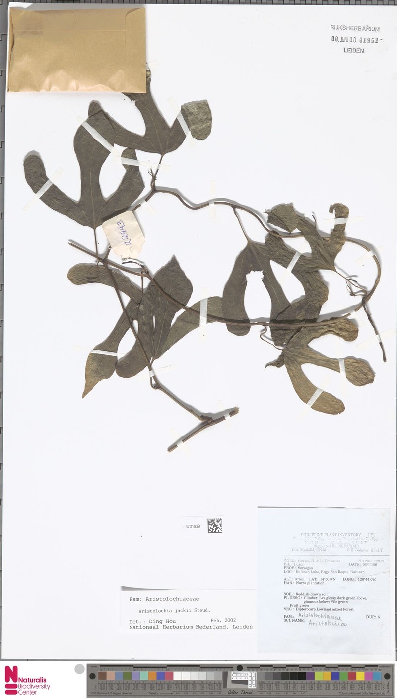 Aristolochia jackii photo 5