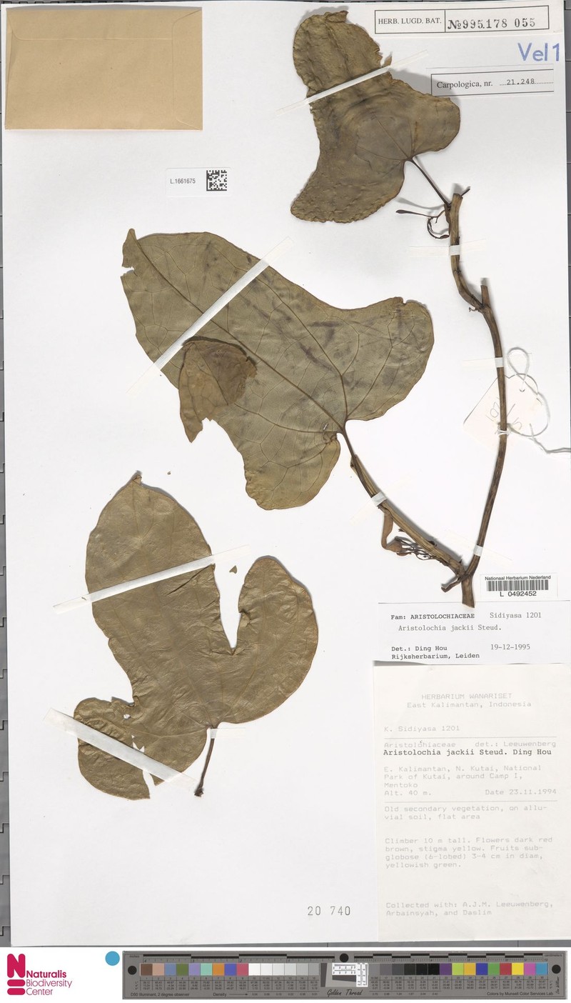 Aristolochia jackii photo 6