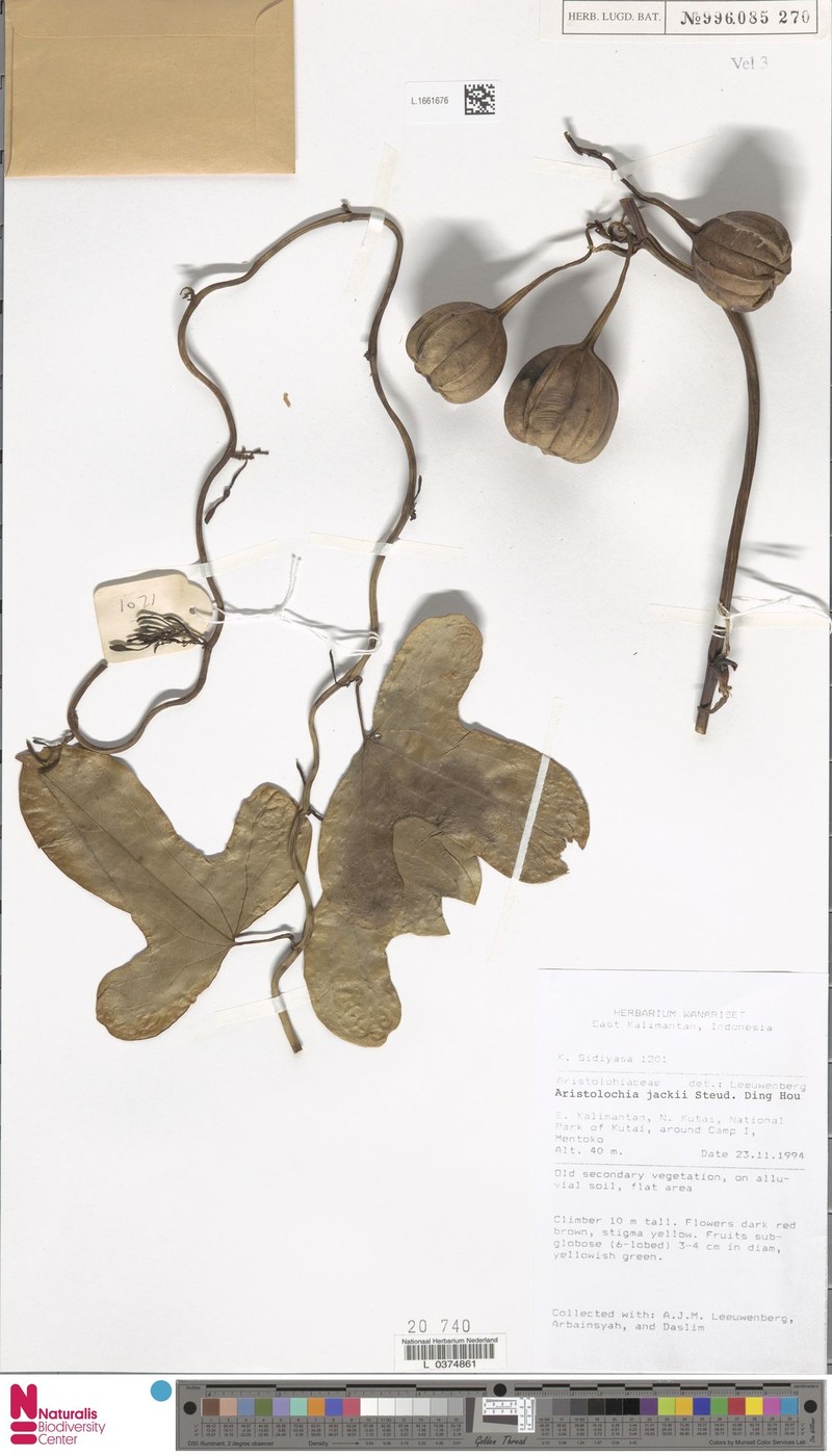 Aristolochia jackii photo 7