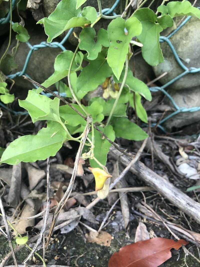 Aristolochia kaempferi