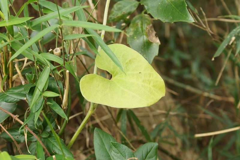 Aristolochia kaempferi photo 2