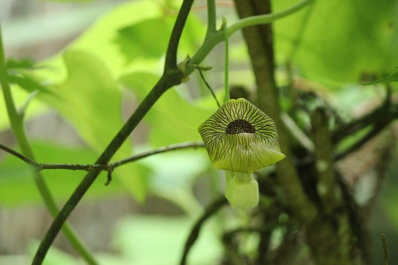 Aristolochia kaempferi photo 3