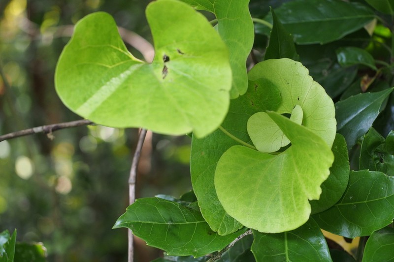Aristolochia kaempferi photo 5