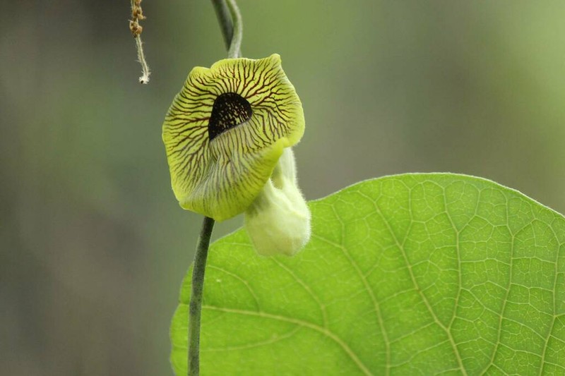 Aristolochia kaempferi photo 6