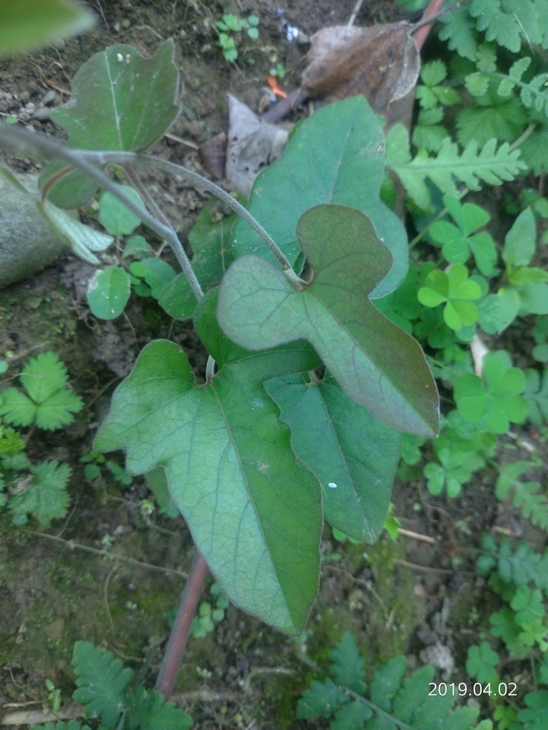 Aristolochia kaempferi photo 7