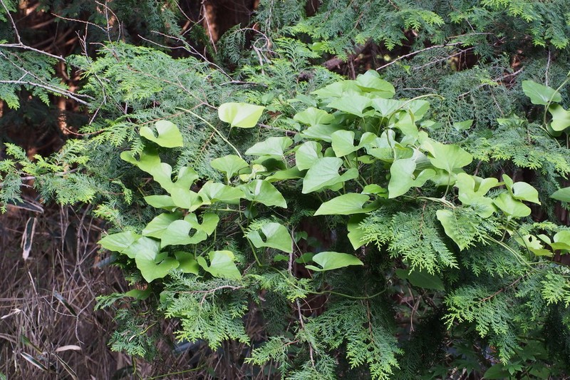 Aristolochia kaempferi photo 8