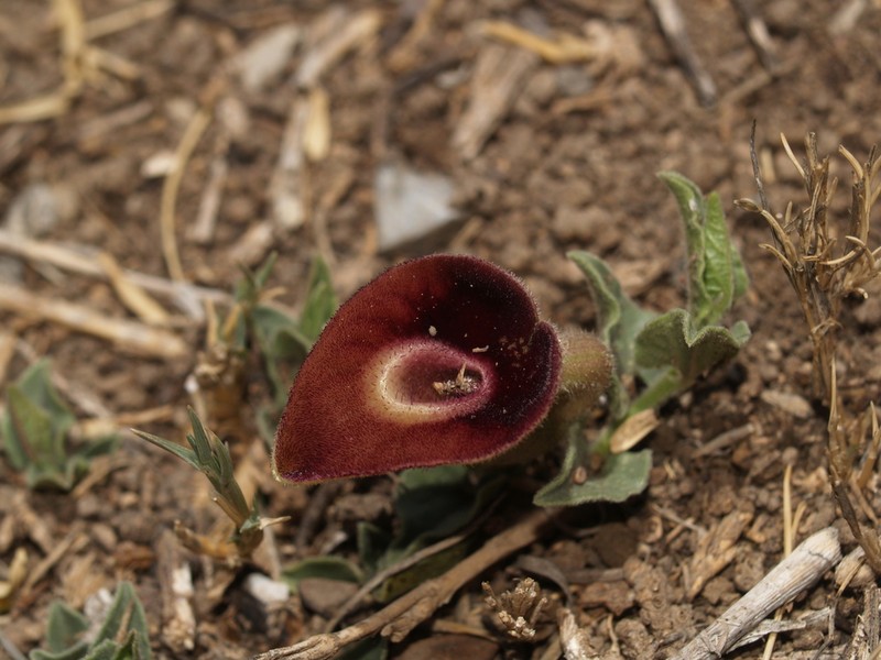 Aristolochia karwinskii