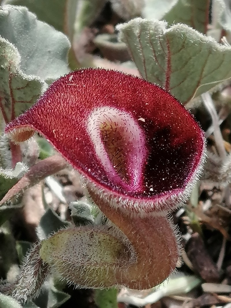Aristolochia karwinskii photo 2