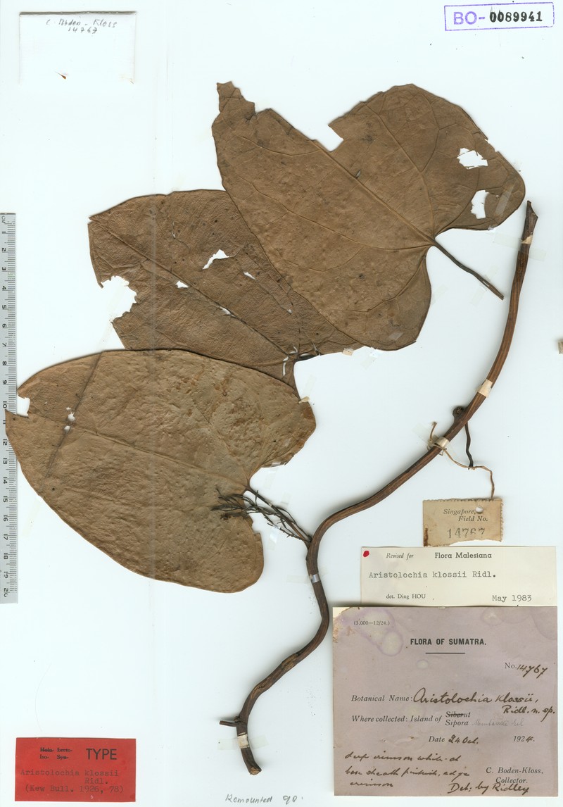 Aristolochia klossii