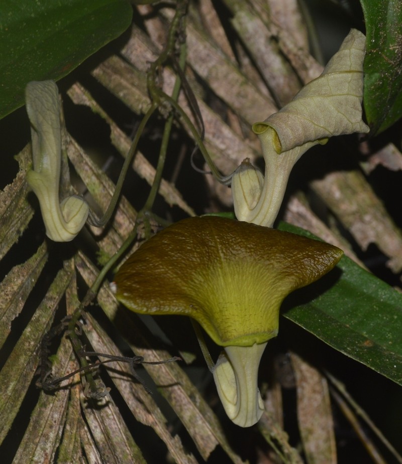 Aristolochia klugii