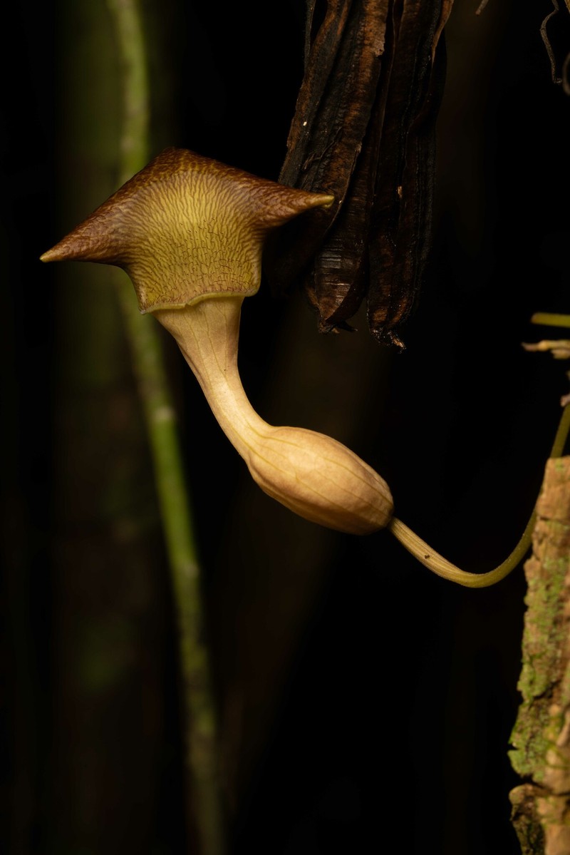 Aristolochia klugii photo 4