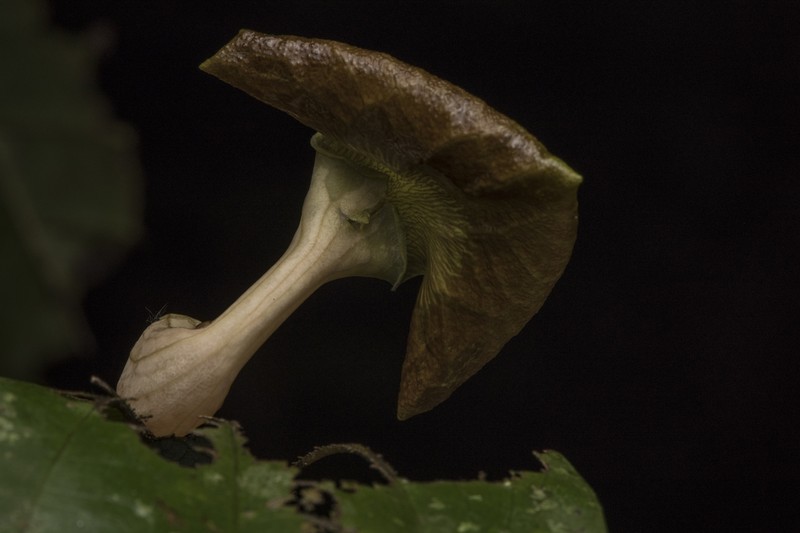 Aristolochia klugii photo 5