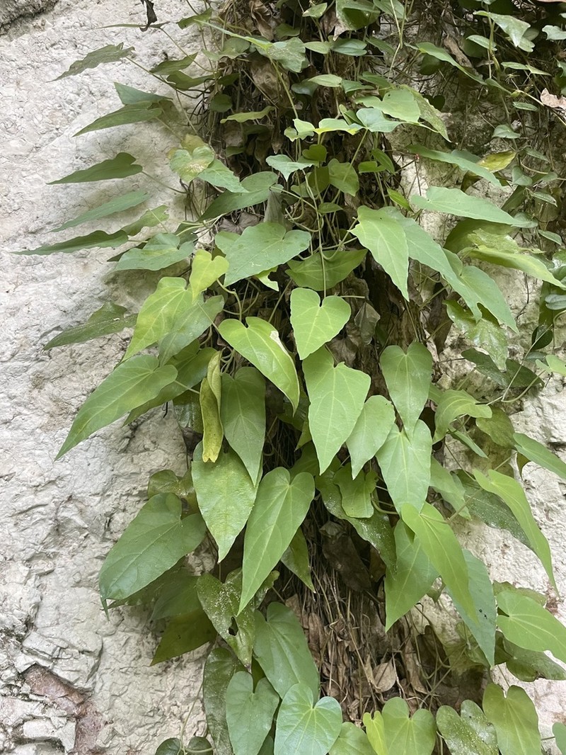 Aristolochia kongkandae