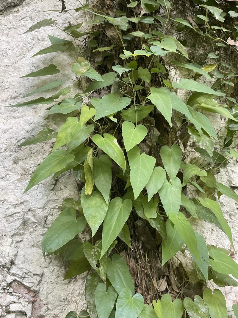 Aristolochia kongkandae photo 2