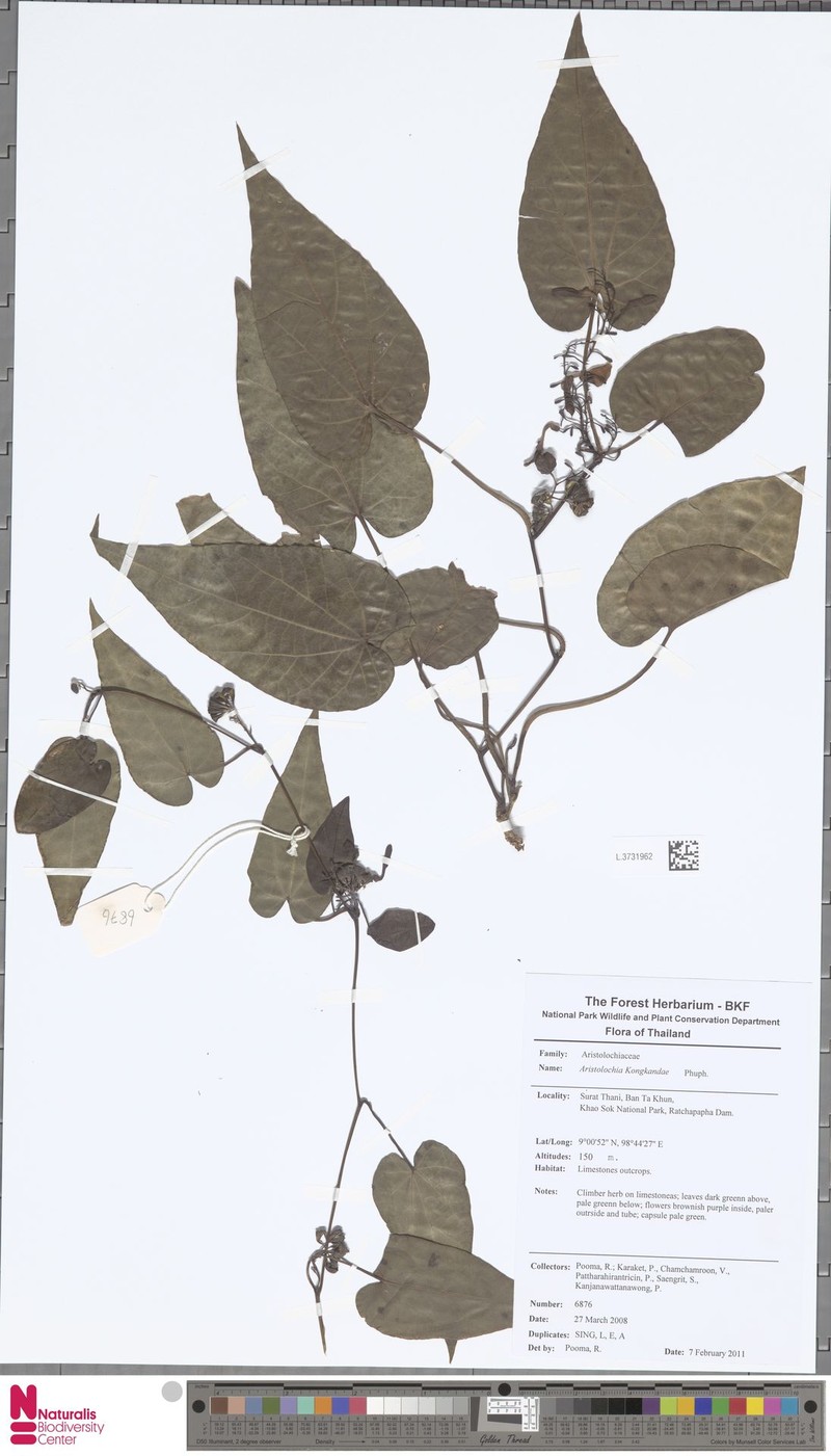 Aristolochia kongkandae photo 3