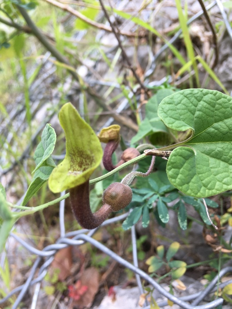 Aristolochia krausei