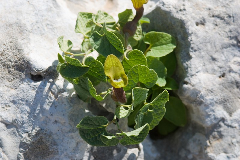 Aristolochia krausei photo 2