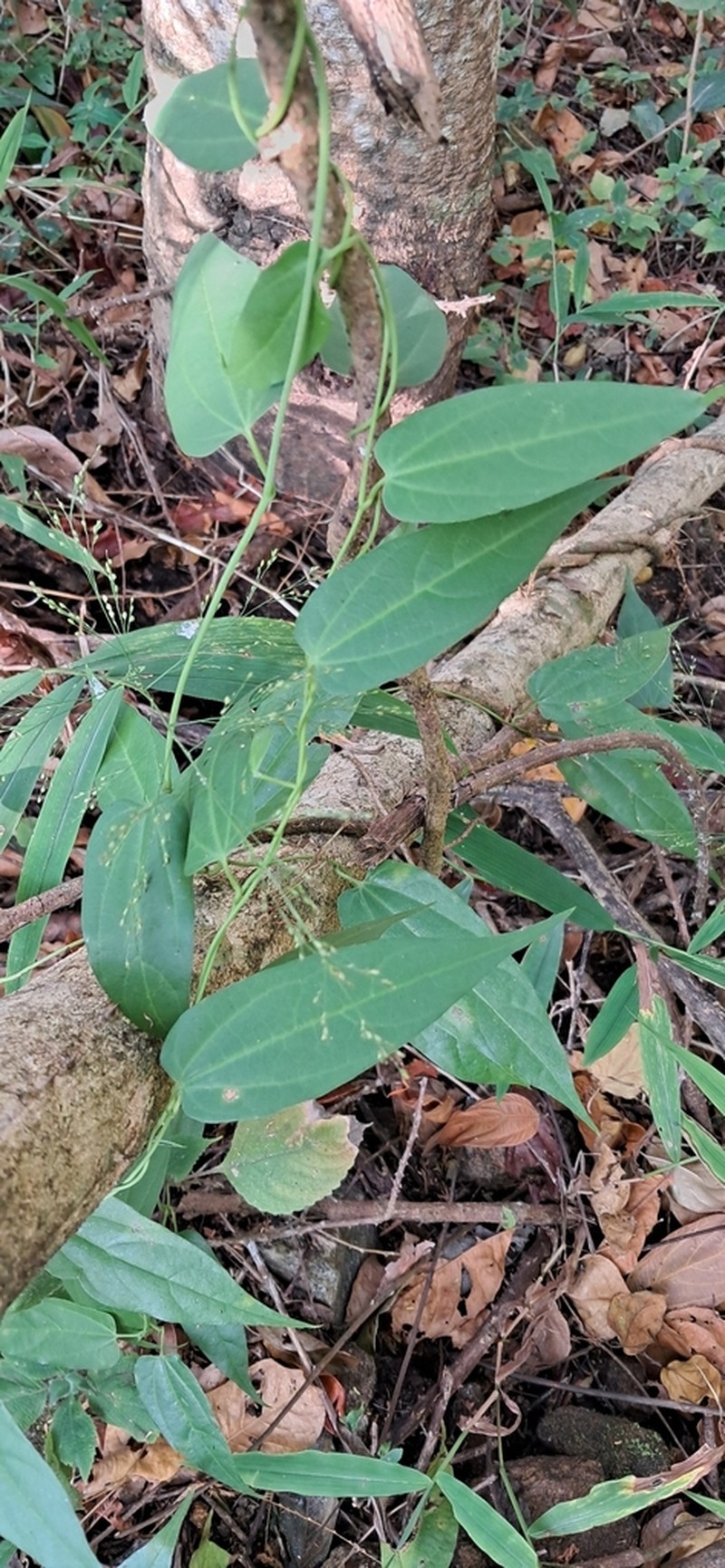 Aristolochia krisagathra