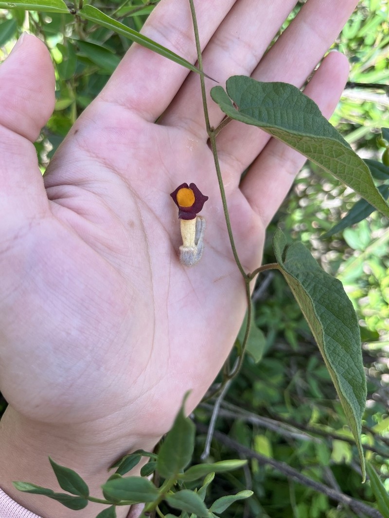 Aristolochia kunmingensis