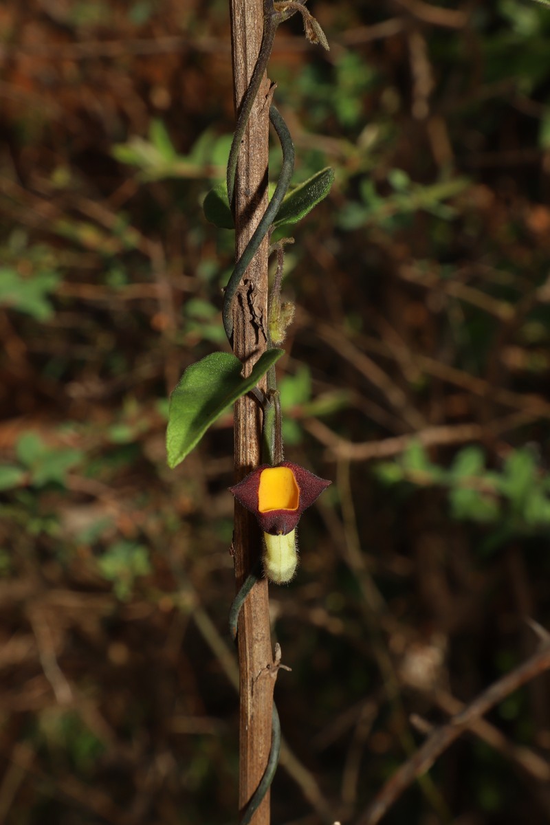 Aristolochia kunmingensis photo 6
