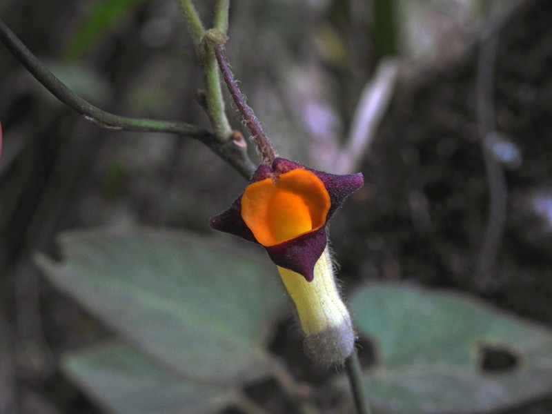 Aristolochia kunmingensis photo 7
