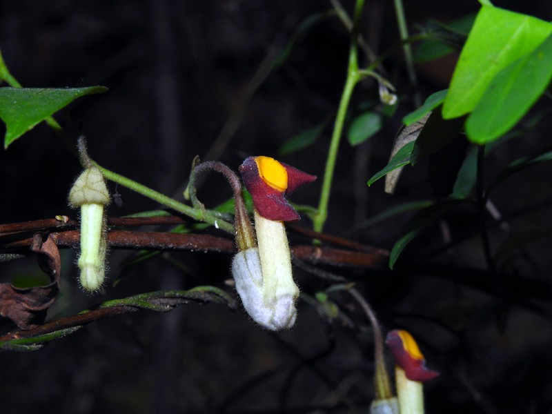Aristolochia kunmingensis photo 8