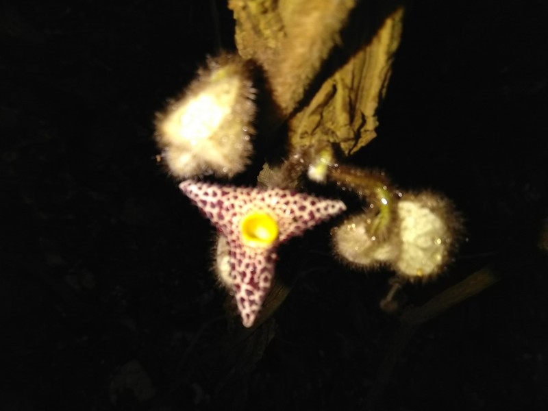 Aristolochia kwangsiensis