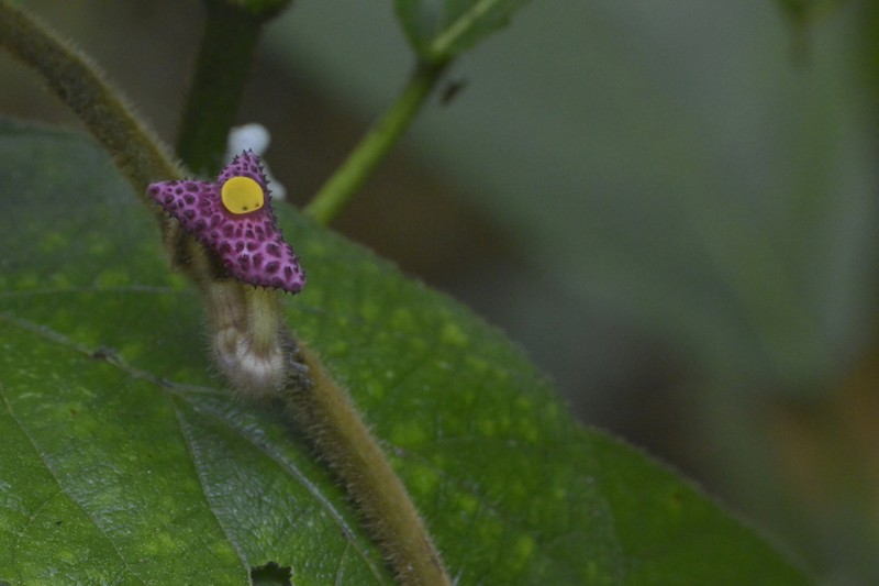 Aristolochia kwangsiensis photo 2