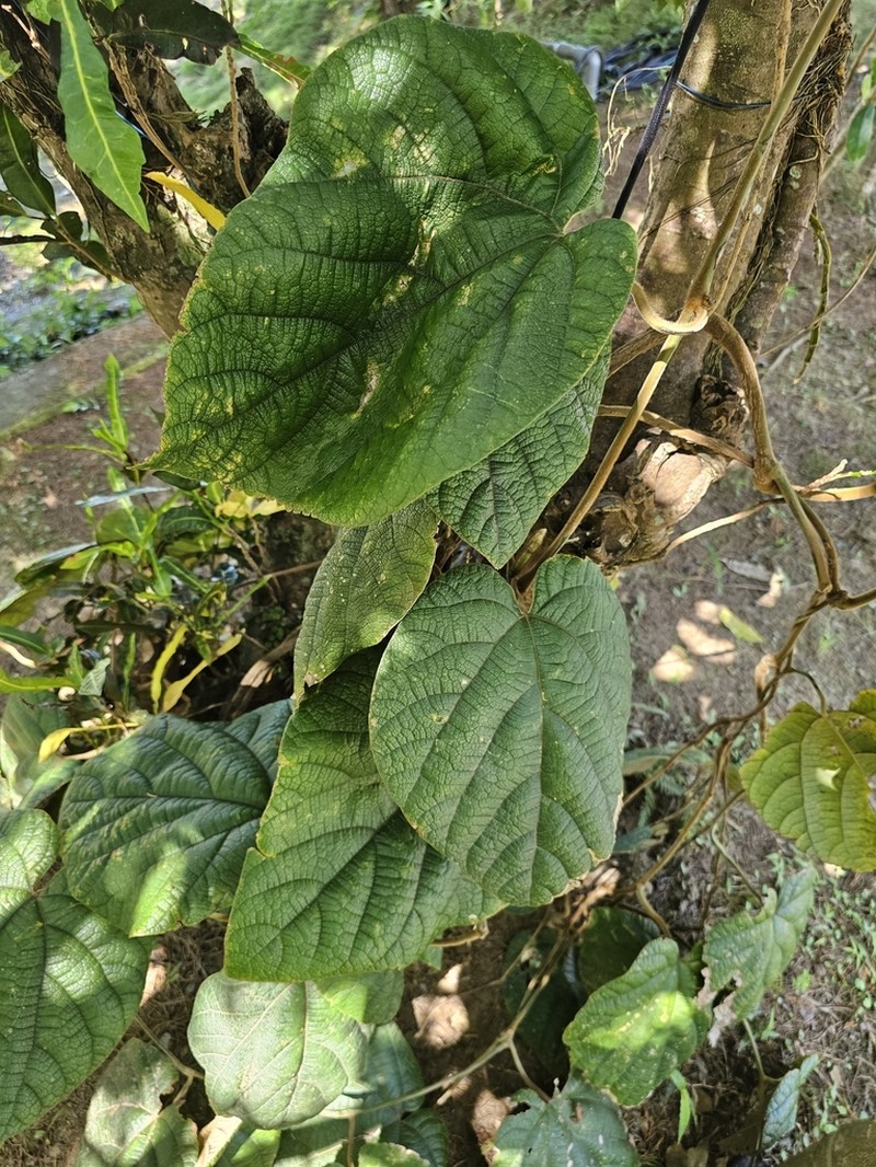 Aristolochia kwangsiensis photo 3