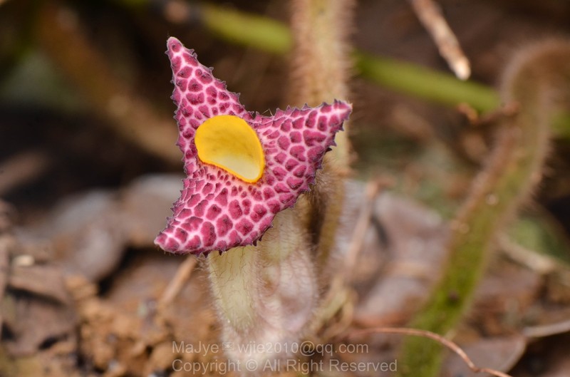 Aristolochia kwangsiensis photo 5