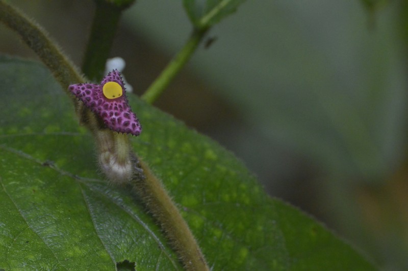 Aristolochia kwangsiensis photo 7
