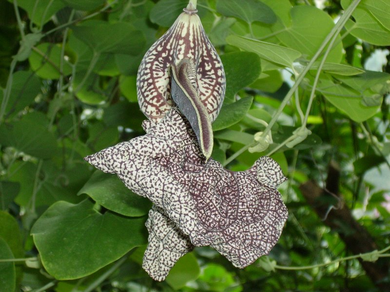 Mottled Dutchman's Pipe