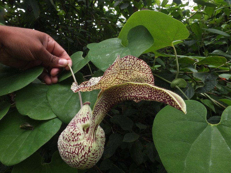 Mottled Dutchman's Pipe photo 2